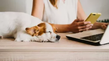 Persona usando un smartphone junto a un perro dormido en la mesa.