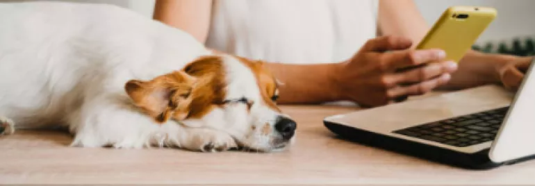 Persona usando un smartphone junto a un perro dormido en la mesa.